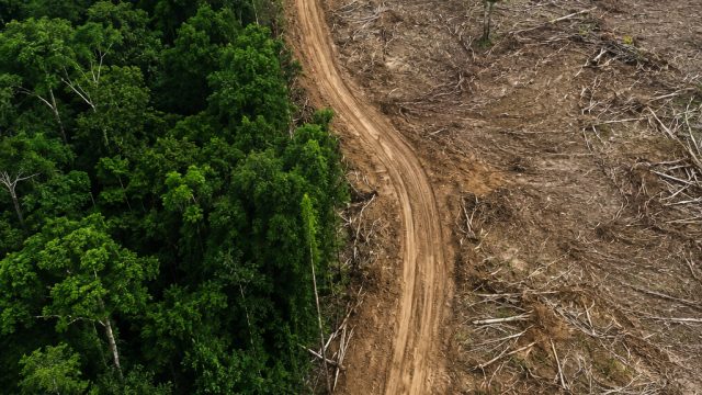 Major Brands Face Backlash Over Rainforest Destruction Allegations